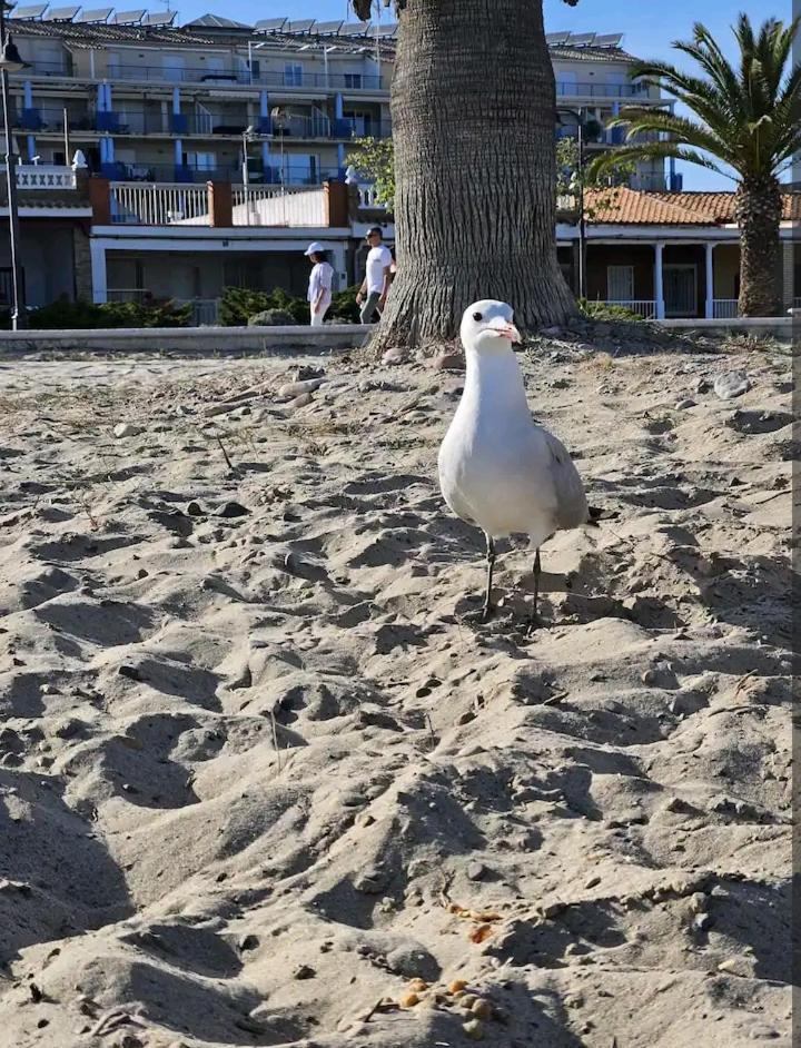 Habitacion En Piso Compartido Cerca De Playa Lägenhet Xilxes  Exteriör bild